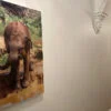 Cuadro Inspire con imagen de elefante personalizada