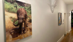 Cuadro Inspire con imagen de elefante personalizada