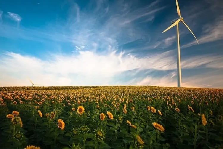 Campo de girasoles con un aerogenerador en su interior